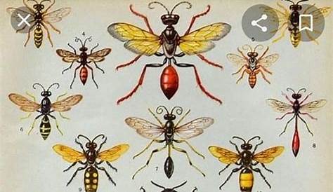 Wasp Chart | Bee, Insects, Wasp