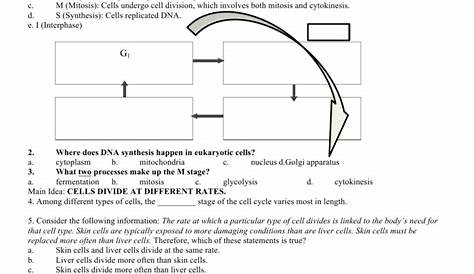 meiosis worksheet answers