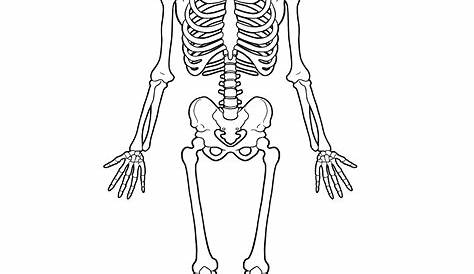 skeletal system printable