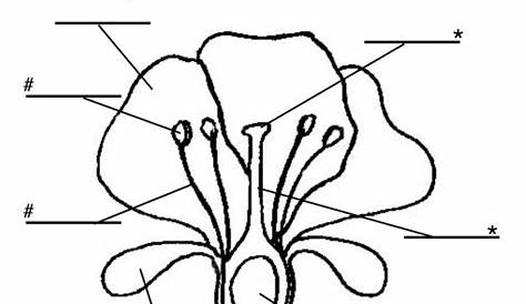 flower structure worksheet