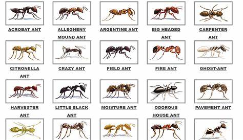 Ant Identification Chart Florida