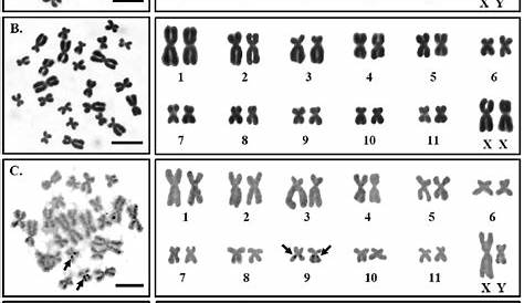karyotype worksheets biology