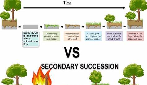 Ecological Succession | Interactive Worksheet by Shahina Rahman | Wizer.me