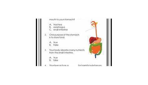 human body system questions worksheets answers