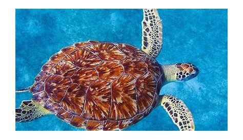 what do minecraft sea turtles eat