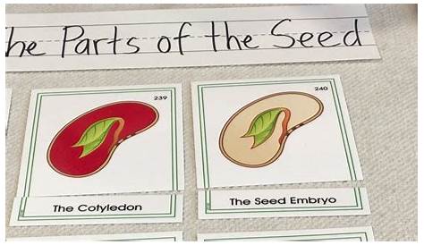 Botany: The Parts of the Seed - YouTube