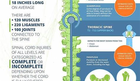 The Spinal Cord Injury Levels [Infographic]