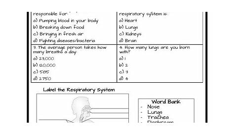 Respiratory System Worksheets | Teaching Resources