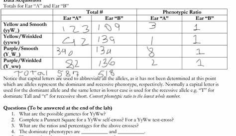 genetics worksheets answers