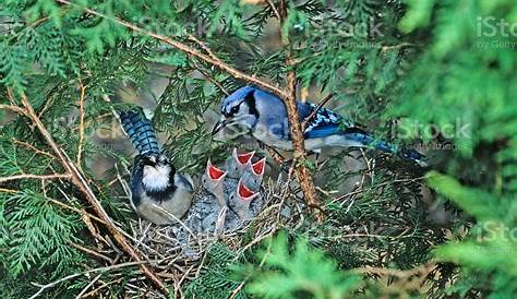 Bluejays At The Nest Stock Photo - Download Image Now - Blue Jay