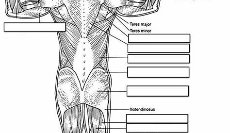 muscles of the human body worksheet