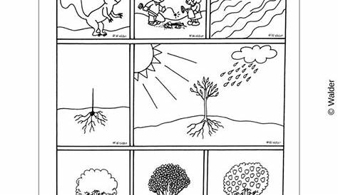 Life Cycle of a Seed Illustrated Instructional Sheet | Walder Education