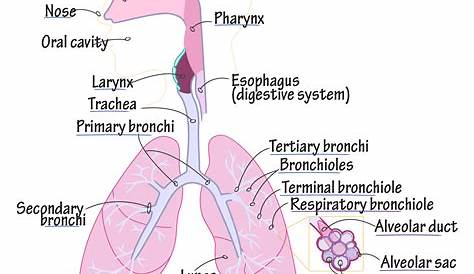 Gross Anatomy Glossary: Respiratory System Anatomy (Overview) | Draw It