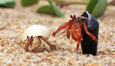 how big do hermit crabs grow