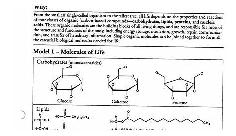Biological Molecules What Are The Building Blocks Of Life Worksheet