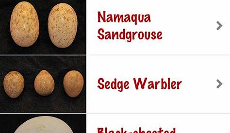 uptoitdesigns: Bird Egg Identification Massachusetts