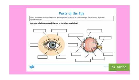 FREE! - Label the Eye Worksheet – Teacher-Made Learning Resources