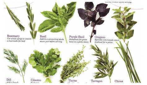 guide to herbs and their uses