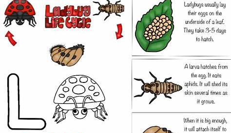 Ladybug Life Cycle Activities & Free Printables for Preschool and