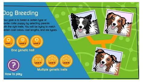 Try these breeding games! - The Institute of Canine Biology