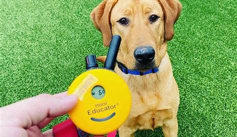 Mini Educator E-Collar Review: Does It Work? (2023) - We Love Doodles