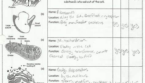 structure and function of cells worksheets