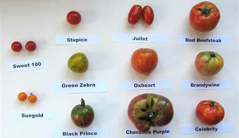 Picking tomatoes… to grow in 2014 | NY Walks