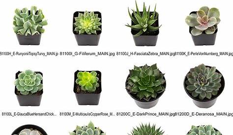 - TOP QUALITY - Our succulents are hand picked from our selection based