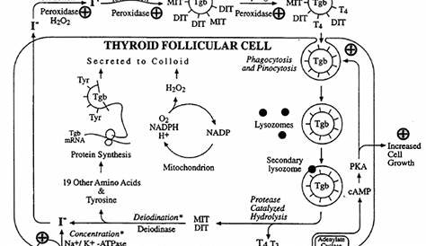 /Thyroglobulinlevels normal, thyroglobulin panel test :: thyroglobulin