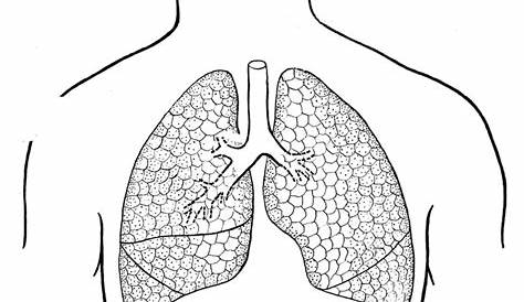 lung coloring page