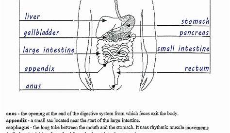 Digestive System Worksheet Answer Key Beautiful 13 Best Of Biology
