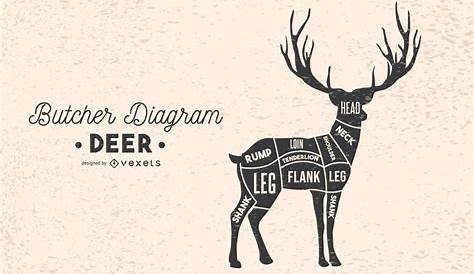 Deer Butcher Diagram - Vector Download