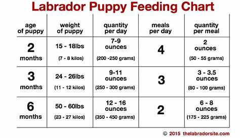 Feeding Your Labrador Puppy - Full Guide and Diet Chart