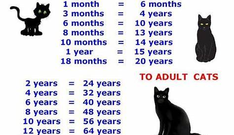 kitten age teeth - Google Search | Cat ages, Cats, Feral cats