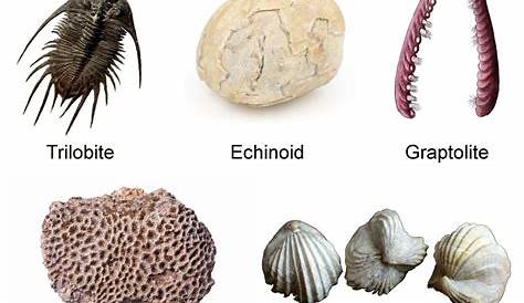 Index Fossil Scientific Meaning