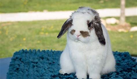 holland lop breeding color chart