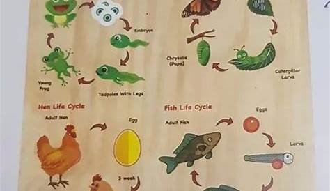 Life Cycle Animals at Rs 456 | Kids Toys in Gurgaon | ID: 24290431691