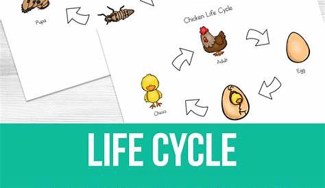 life cycle worksheets for 2nd