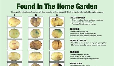 Common Potato Problems Found In The Home Garden: Malformation A B C