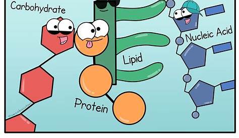 Biomolecules: Different molecules but all important for life! #science