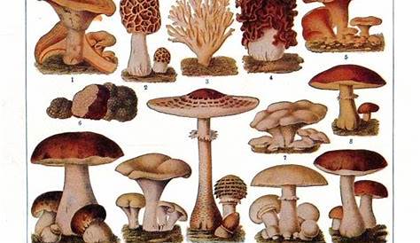 Pictures Of Edible Wild Mushrooms - All Mushroom Info
