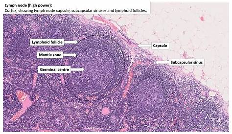 Lymph Node – Normal Histology – NUS Pathweb :: NUS Pathweb