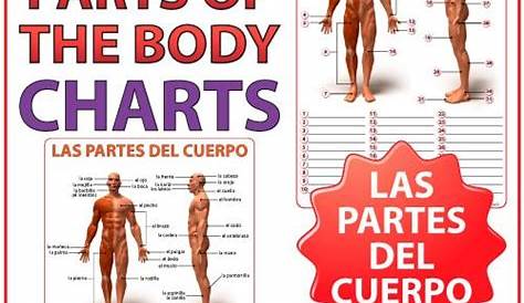Spanish Parts of the Body Charts – Partes del Cuerpo | Woodward Spanish