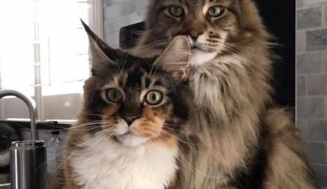 Maine Coon Size Chart - How Big Will Your Maine Coon Get? ⋆
