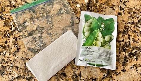 lima bean paper towel experiment
