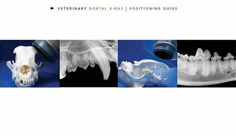veterinary x-ray positioning chart
