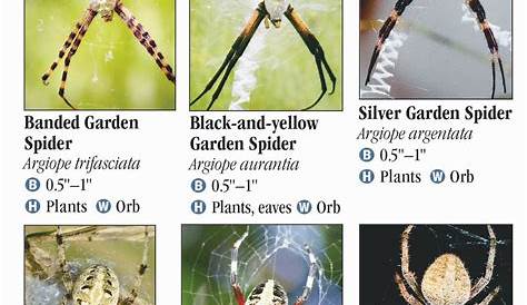 Spiders of Florida – Quick Reference Publishing Retail
