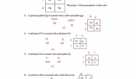 Monohybrid Cross Problems gizmo jqwpdqwk - Punnett Squares Worksheet
