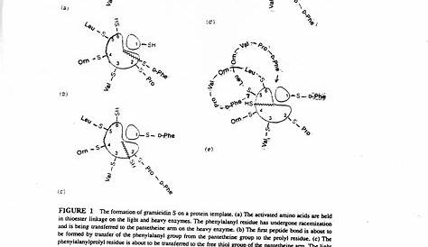 determination of protein amino acids worksheet