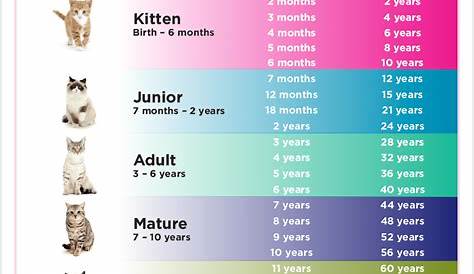 kitten size chart by month